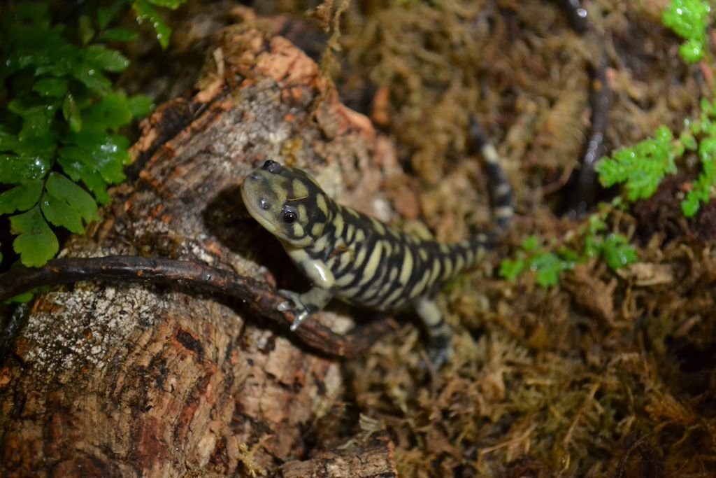 Salamander Dali