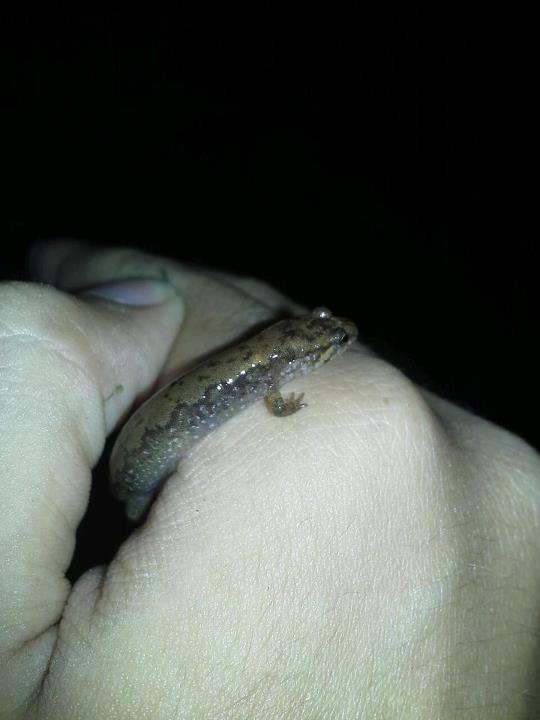 salamander on kent's hand