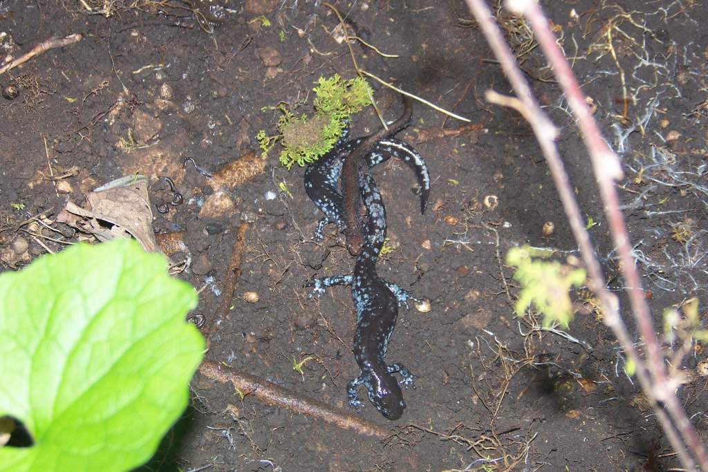 salamander party