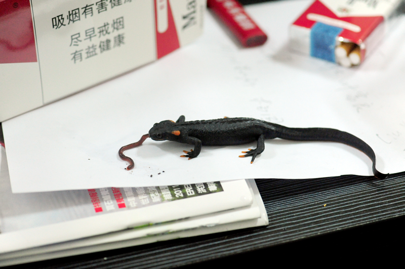 salamander1