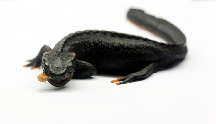 salamander2