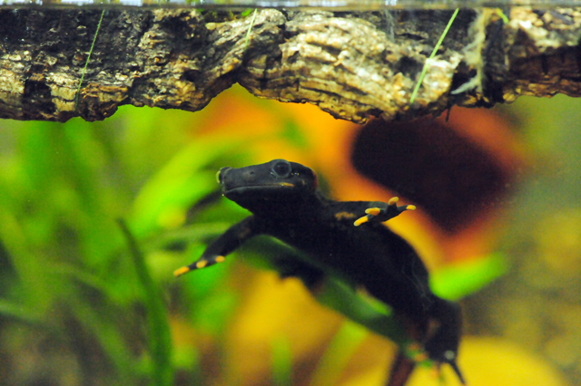 salamander3