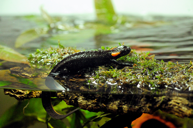 salamander4