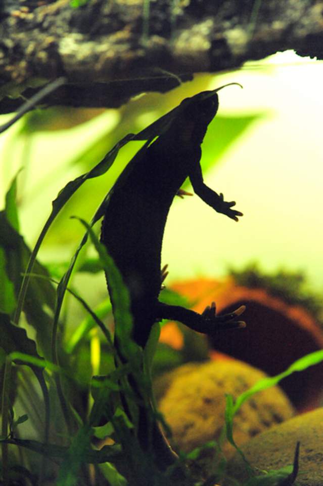 salamander5