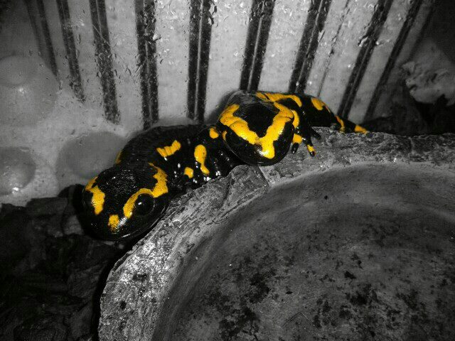 salamanders