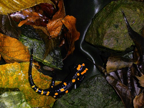 Salamandra algira algira male