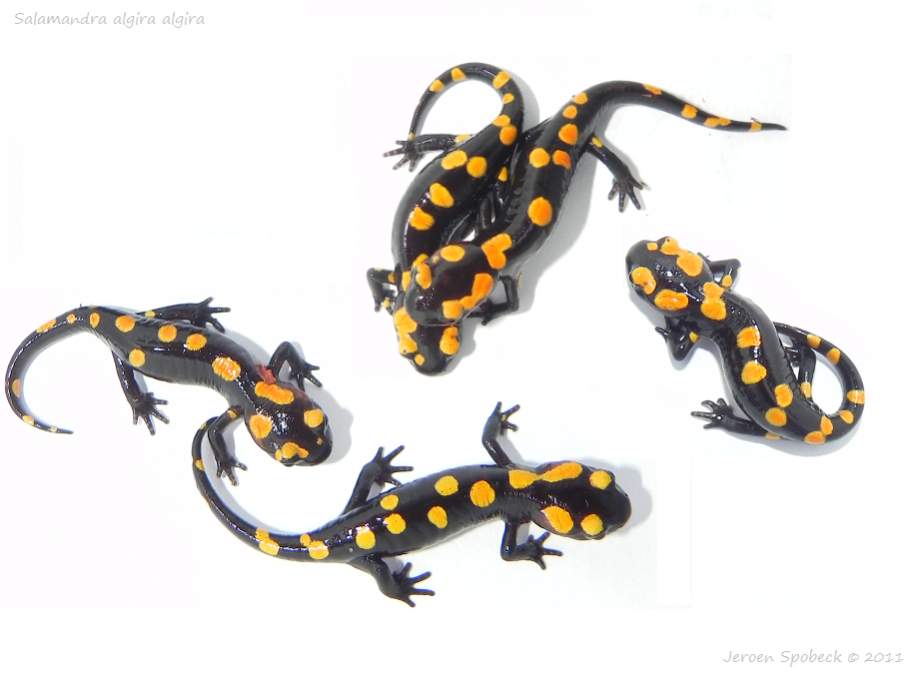 Salamandra algira algira