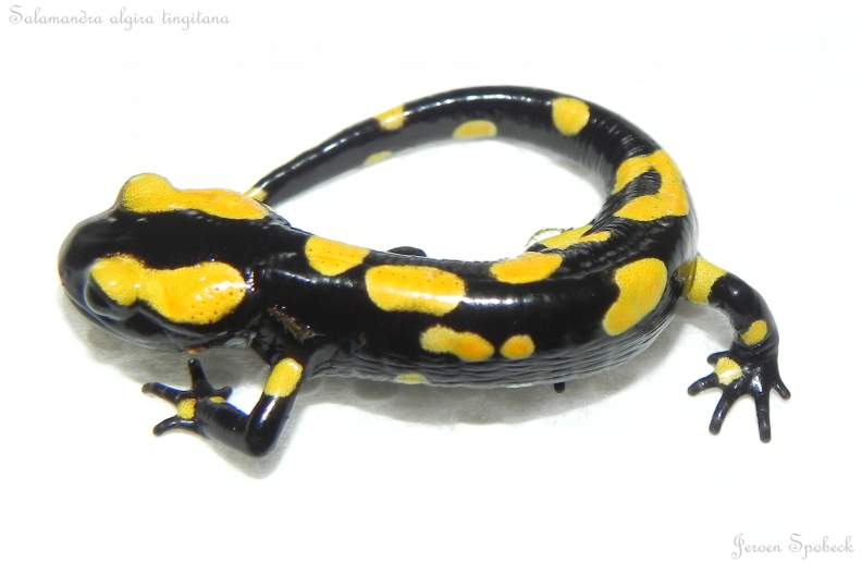 Salamandra algira.png arous