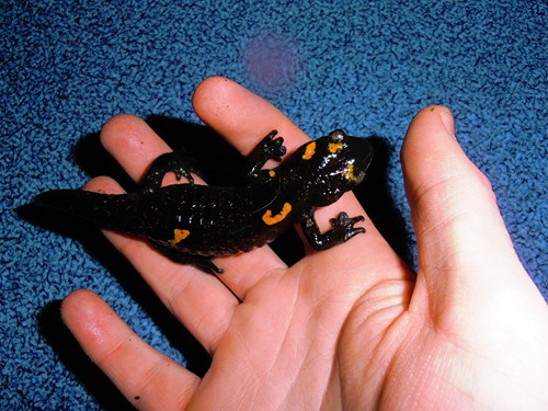 Salamandra algira tingitana female