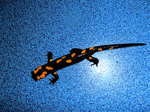 Salamandra algira tingitana male