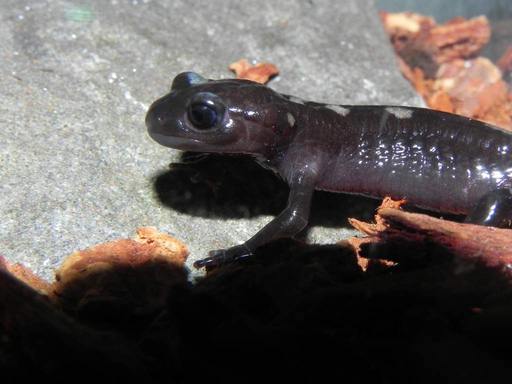 Salamandra algira tingitana ( Taleta tagramt )