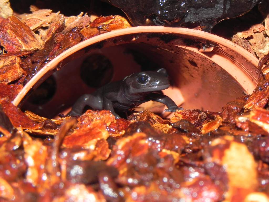Salamandra algira tingitana ( Taleta tagramt )