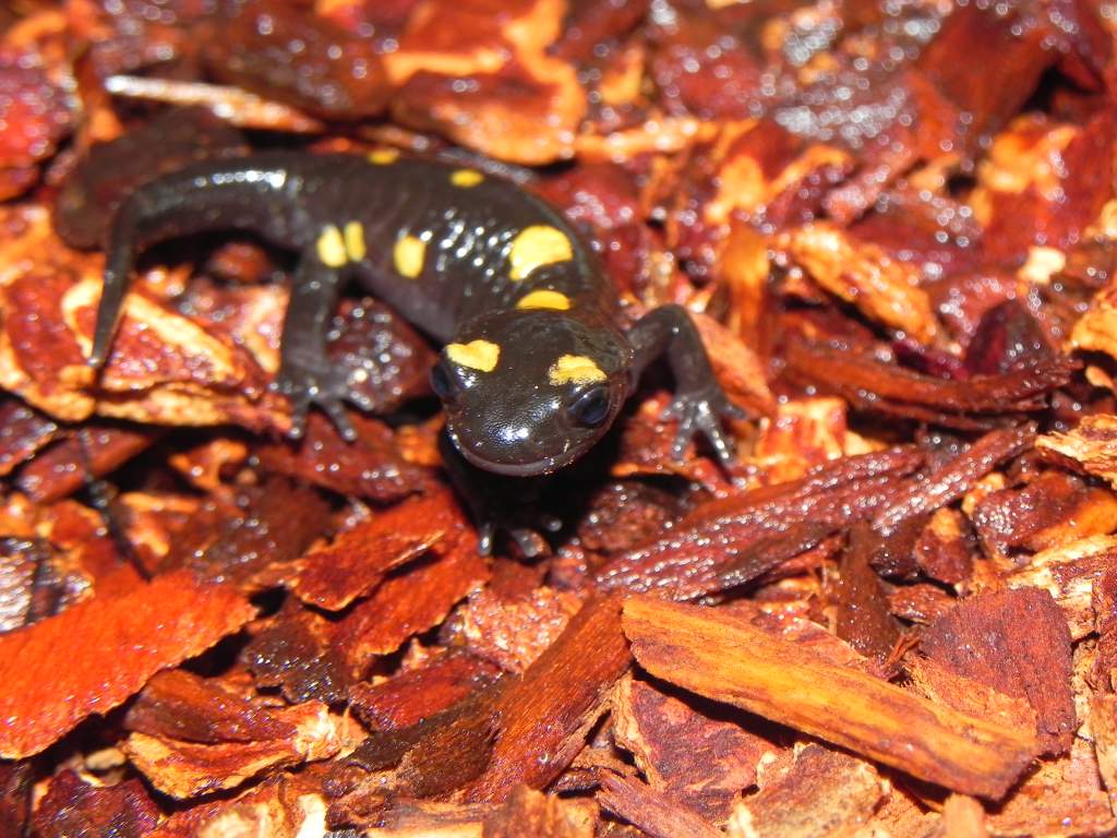 Salamandra algira tingitana ( Taleta tagramt )