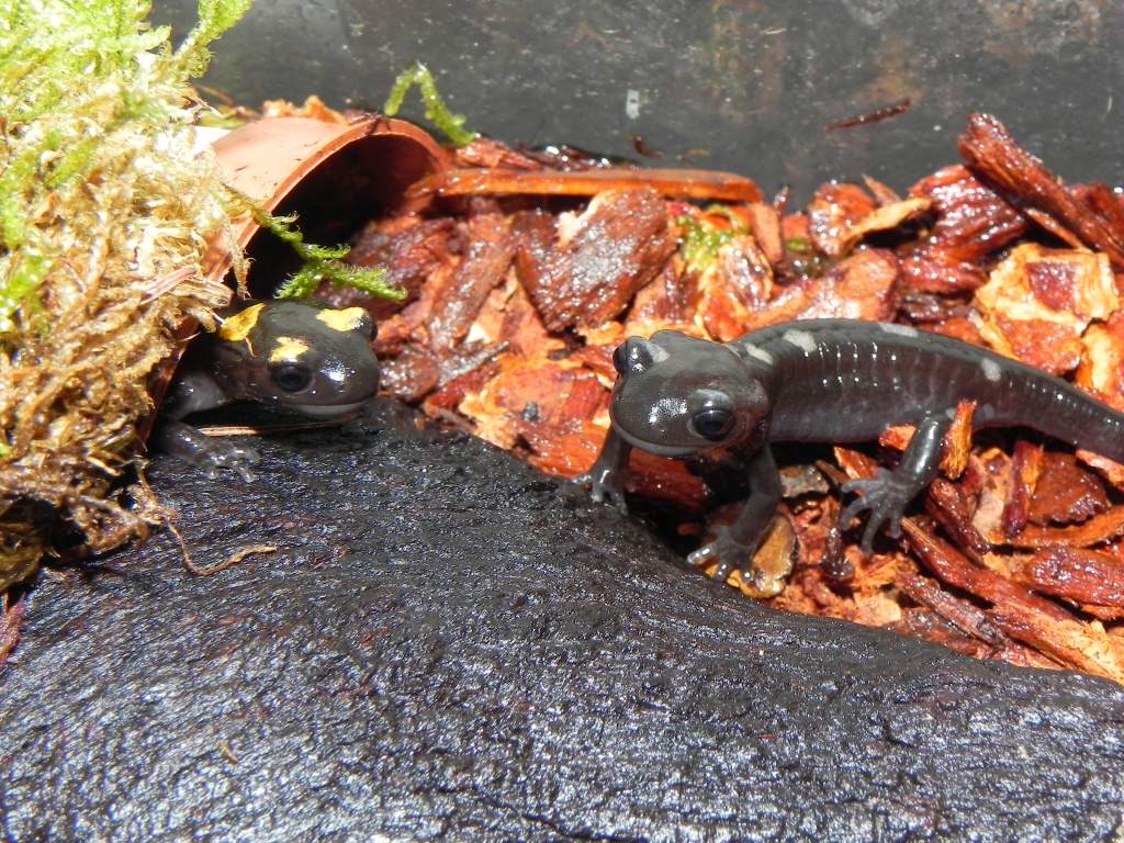 Salamandra algira tingitana ( Taleta tagramt )