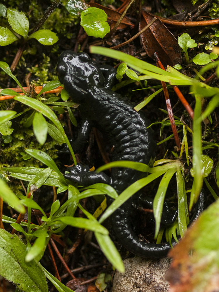 Salamandra atra, Alpine Salamander