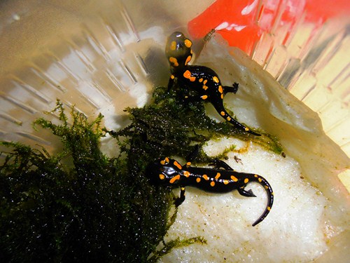 Salamandra corsica CB 2011