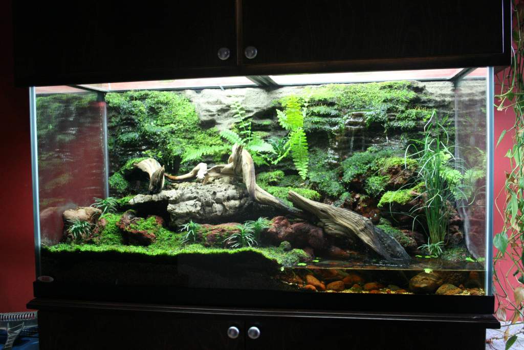 Salamandra enclosure. Air cooled, 90 Gal. (33 gal sump), live moss, ferns, ect