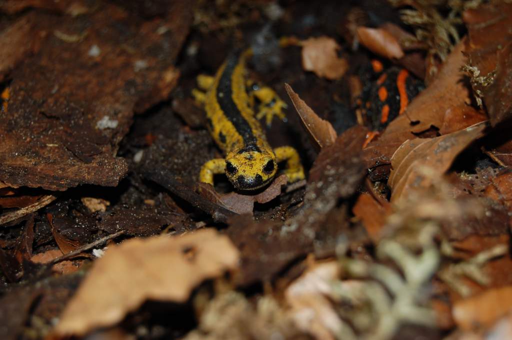 Salamandra s. bernardezi