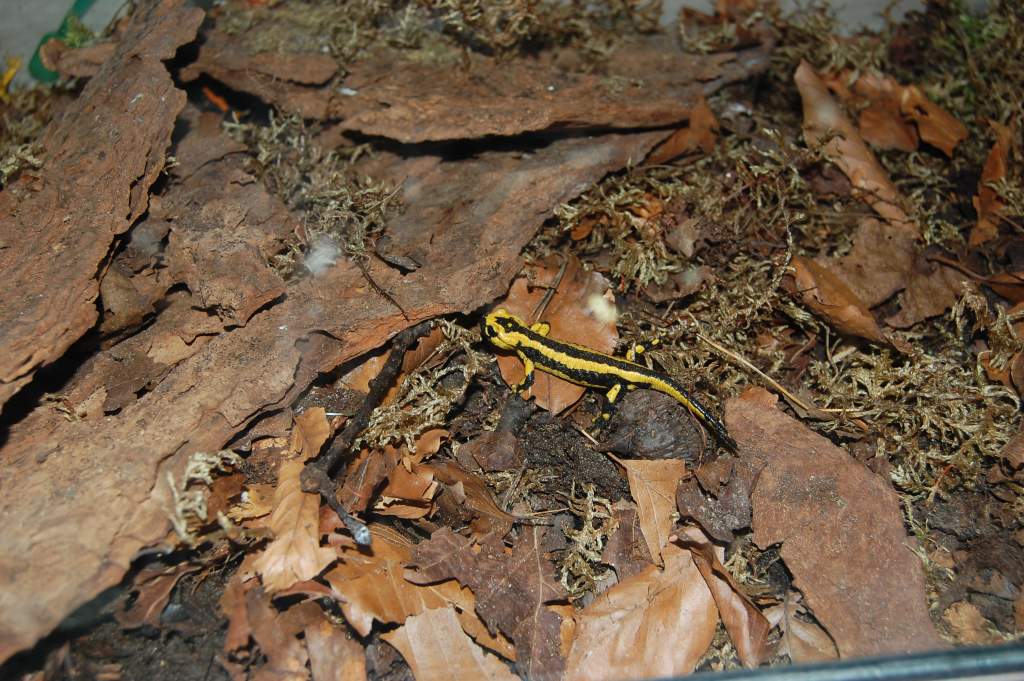 Salamandra s. bernardezi