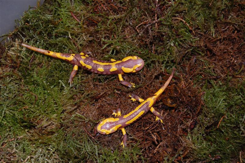 Salamandra s. terrestris