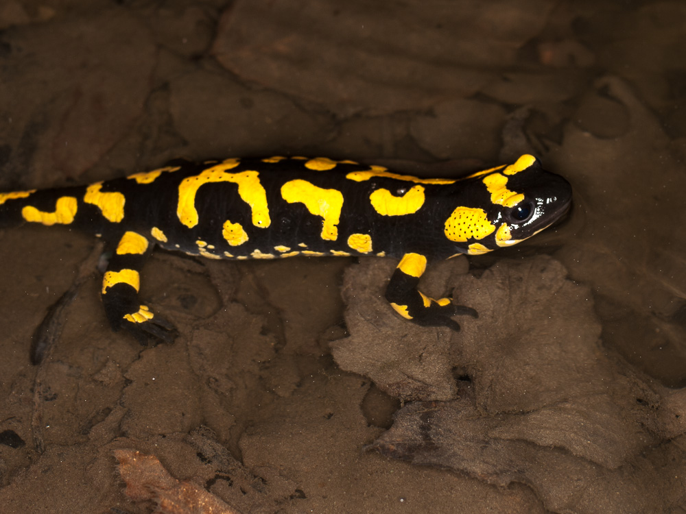 Salamandra salamandra, female in the forest creek giving birth. A newborn larva is visible left of her hind leg.