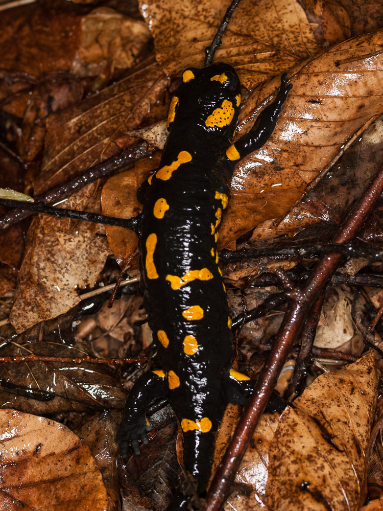 Salamandra salamandra female returning to the woods after spawning.
