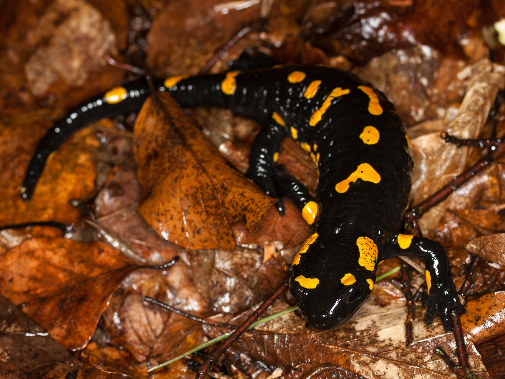 Salamandra salamandra female returning to the woods after spawning.