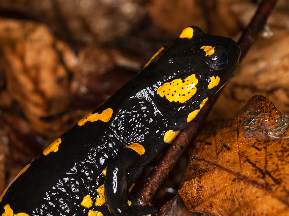 Salamandra salamandra female