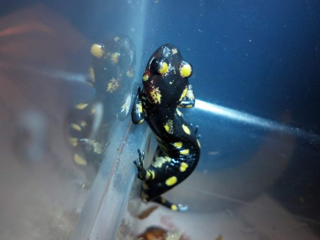 Salamandra salamandra gallaica - trying to escape
