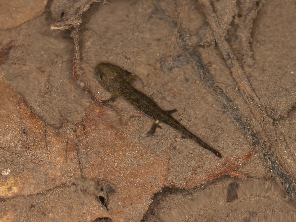 Salamandra salamandra, young larva in the forest creek.