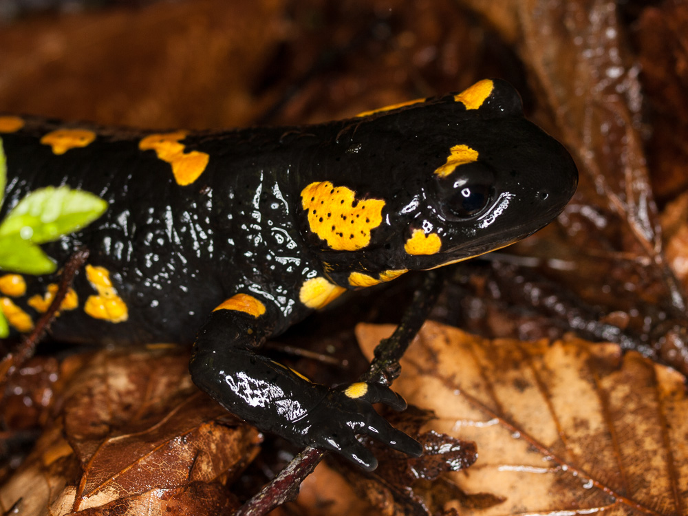 Salamandra salamandra