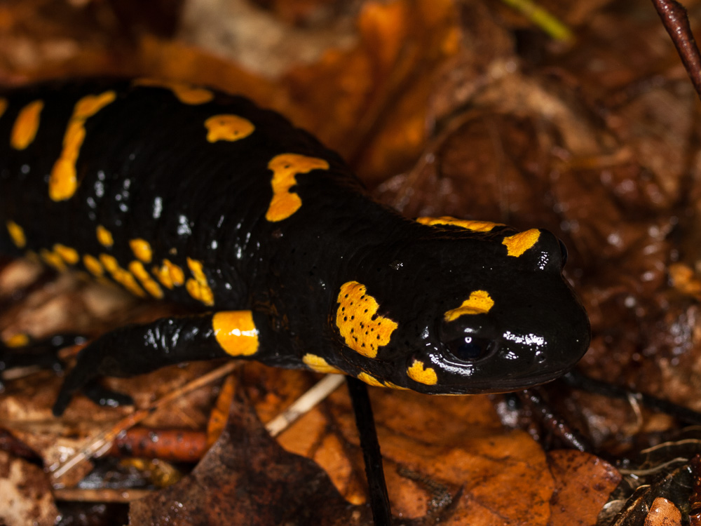 Salamandra salamandra