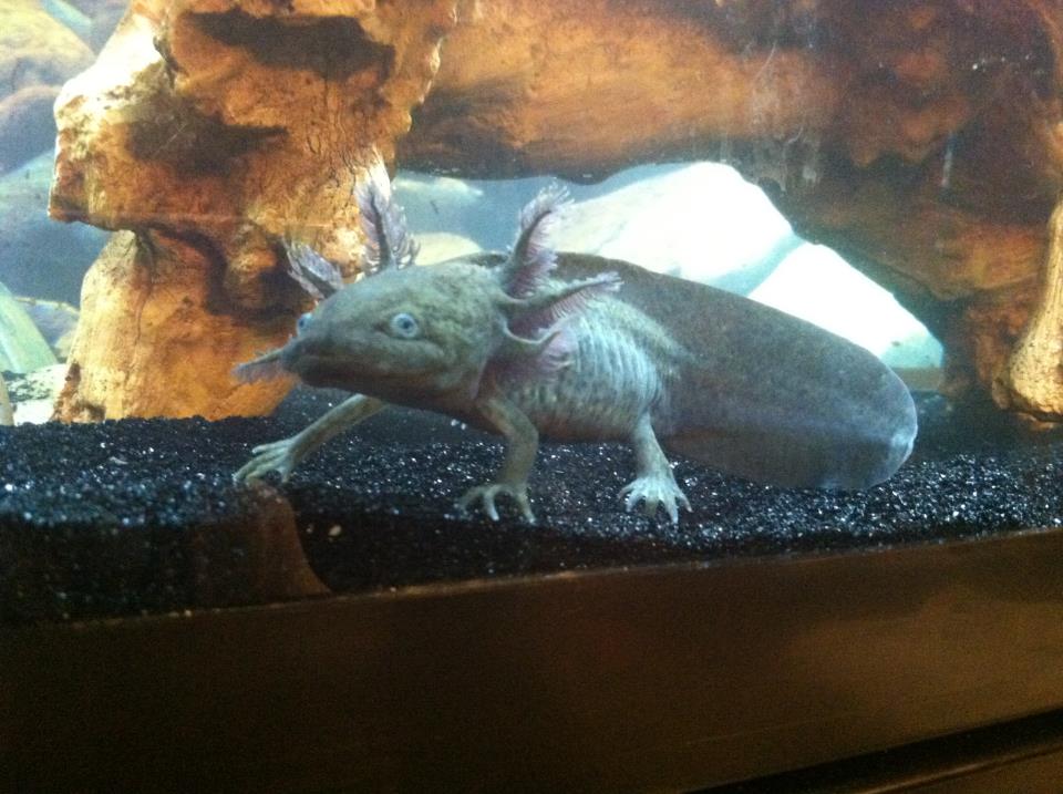 Salazar.