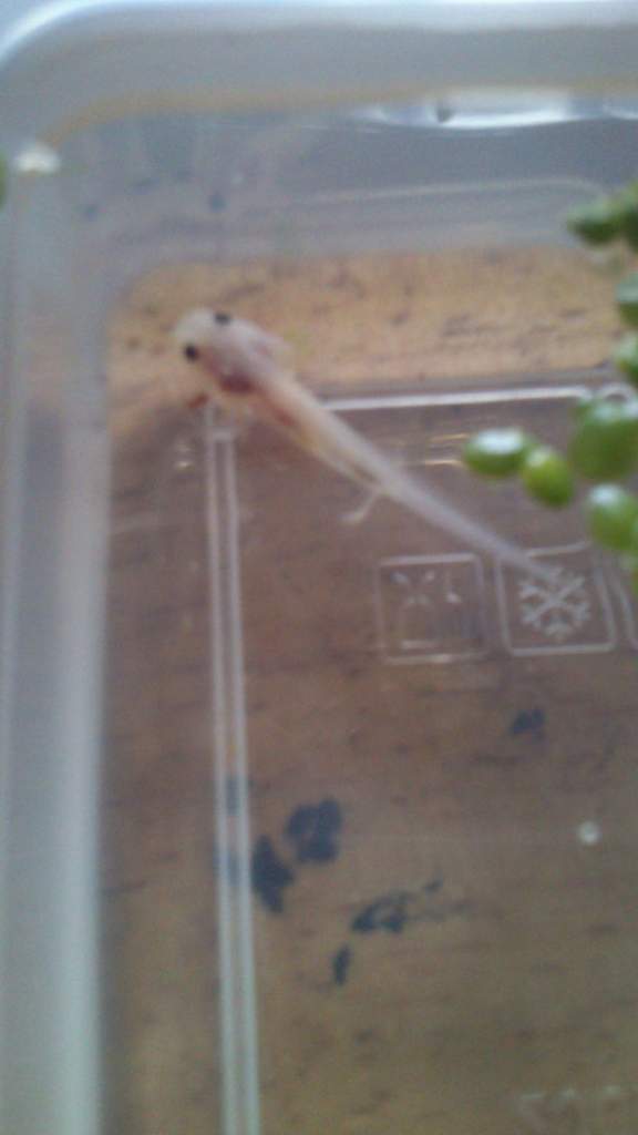 salemence when i got him/her a 6weeks old