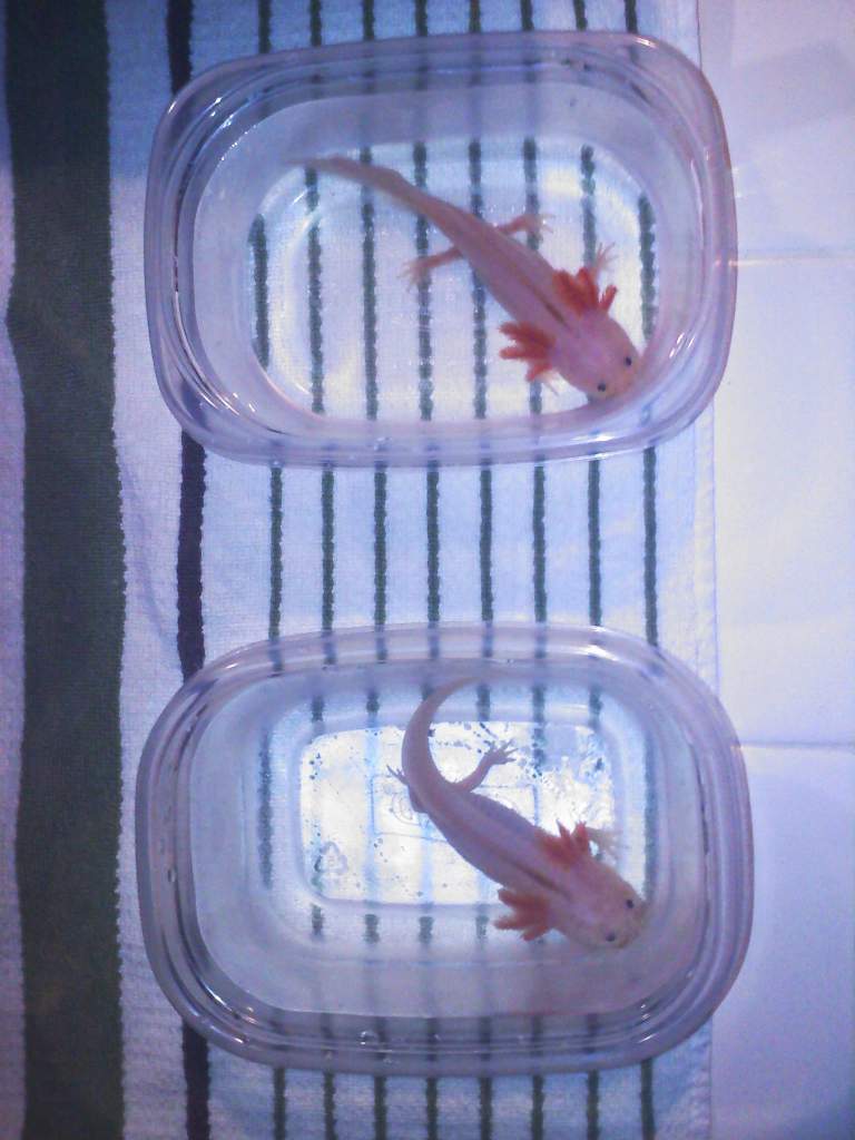 salt baths for ancor worms :(
