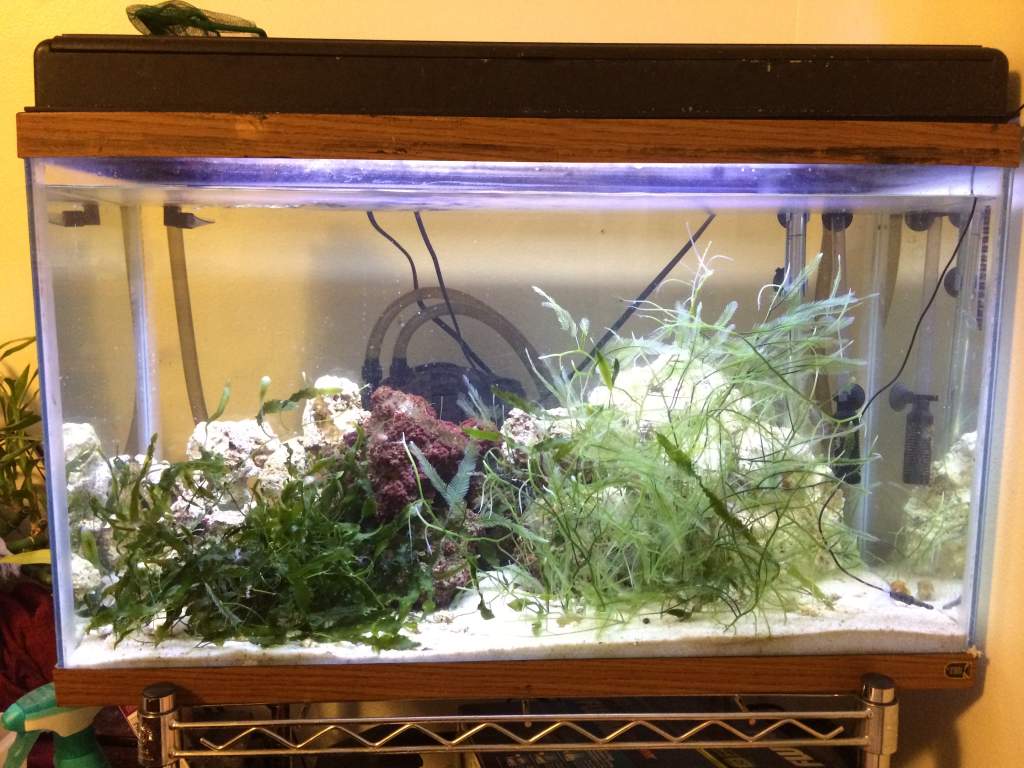 Saltwater tank