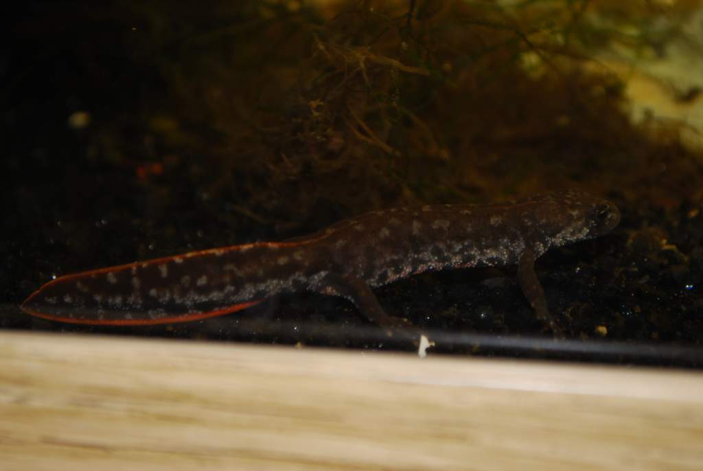 same crested newt that I got from Travis