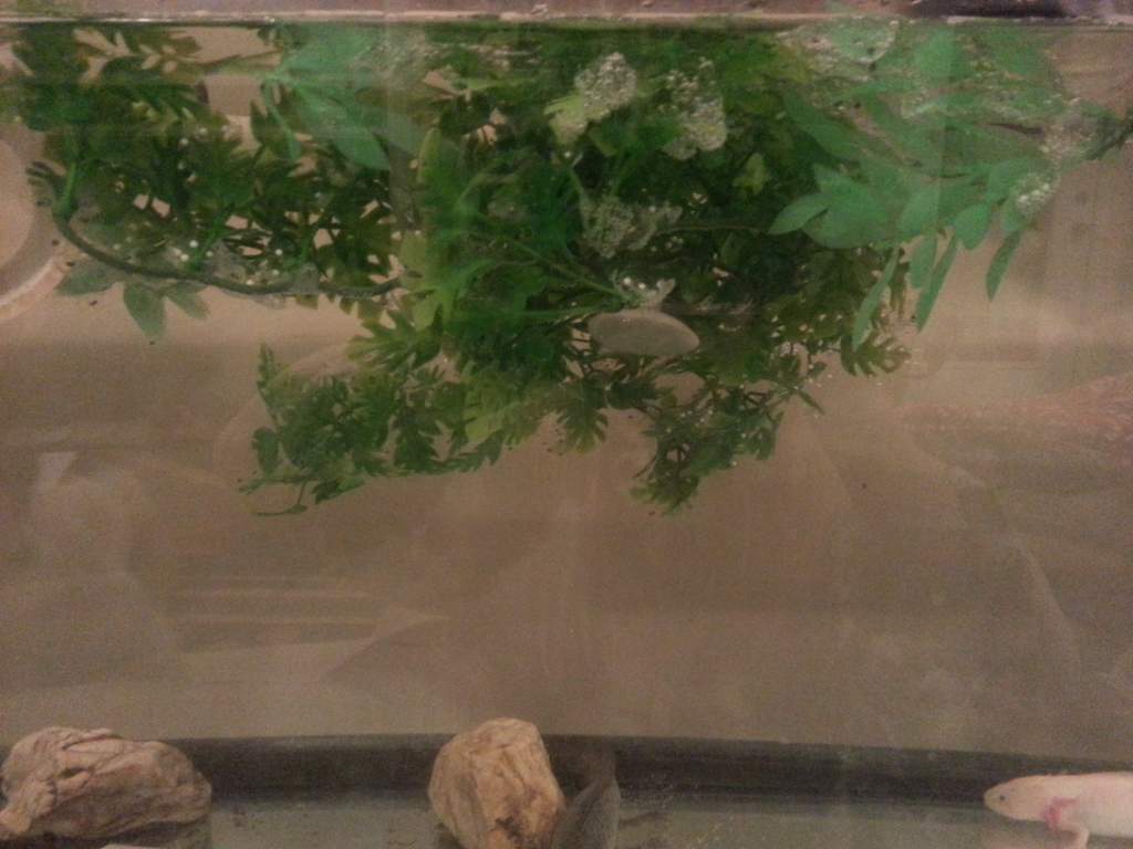 Same eggs just a different view showing more of them.