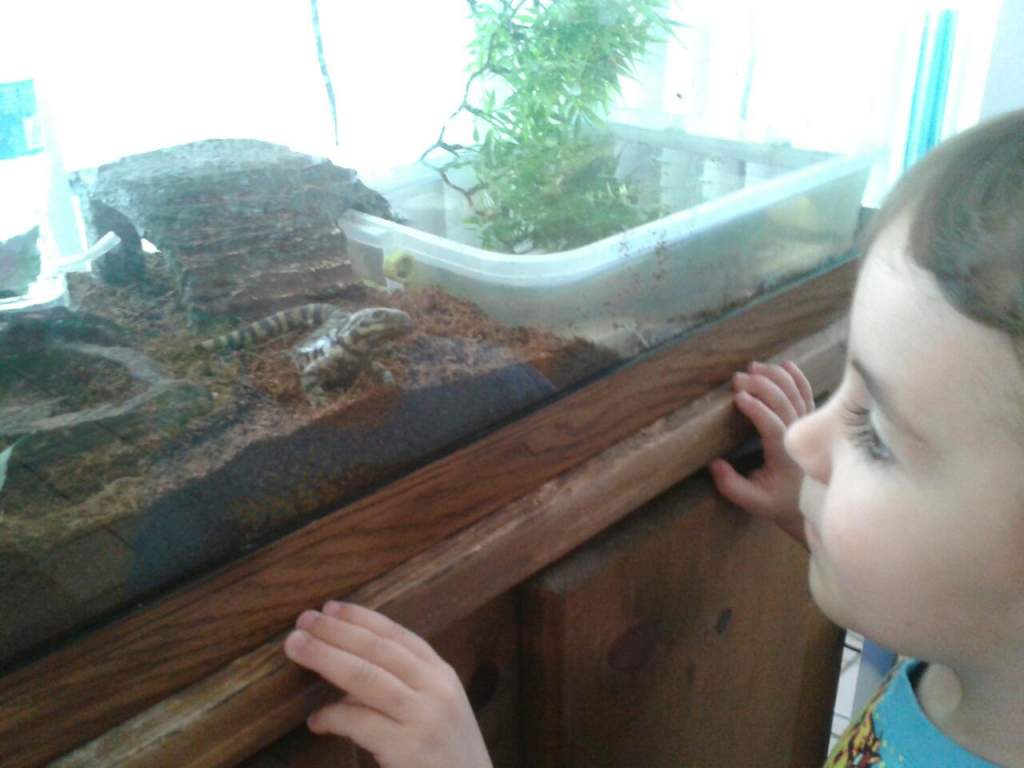 sammy my first salamander.