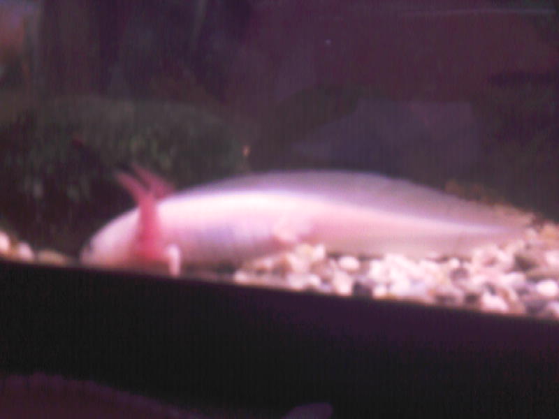 sandy lookin for worm