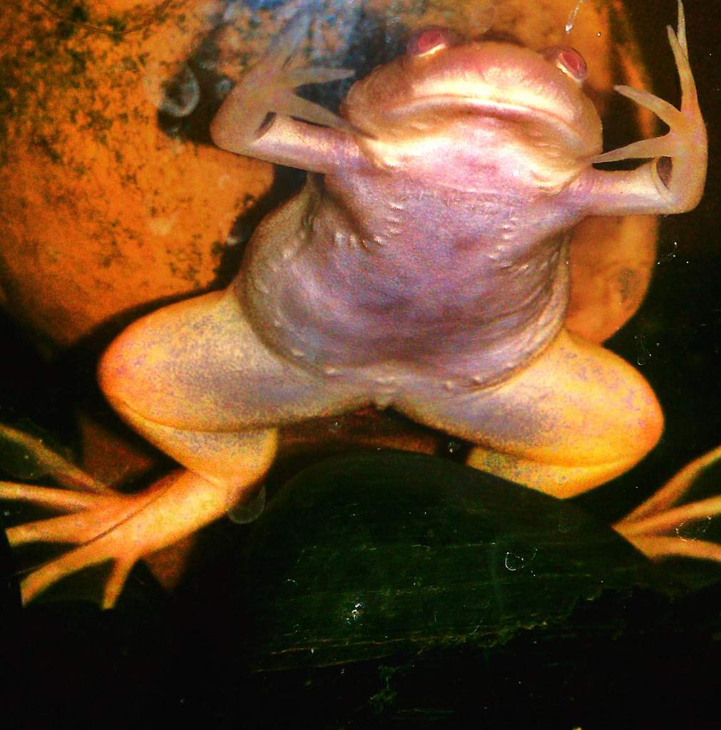 Sapito saying what up