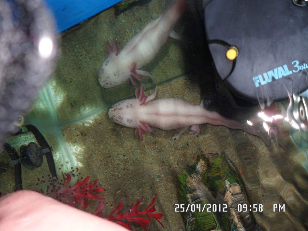 sara after laying her eggs bit thinner now