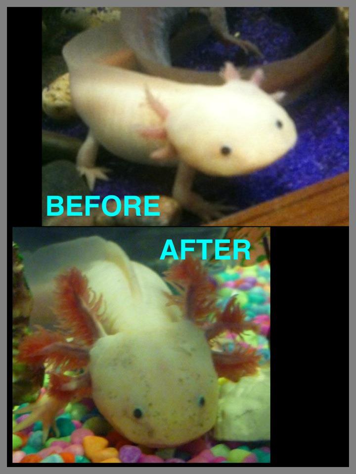 sara this is a before and after pic