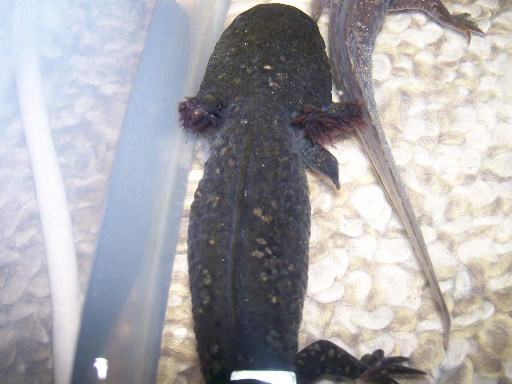 Sarge's regrowth.. not a very good picture but there are 3 toes visible