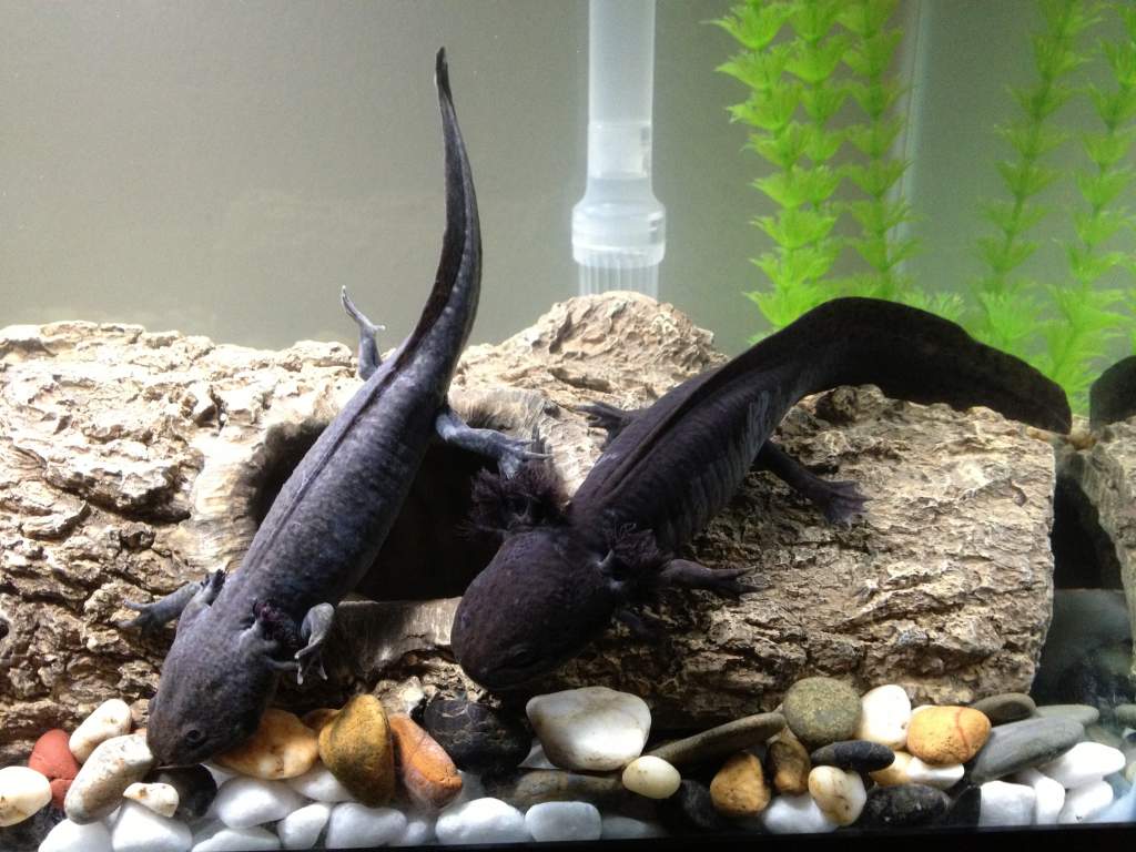 sasuke on the left and itachi on the right :]