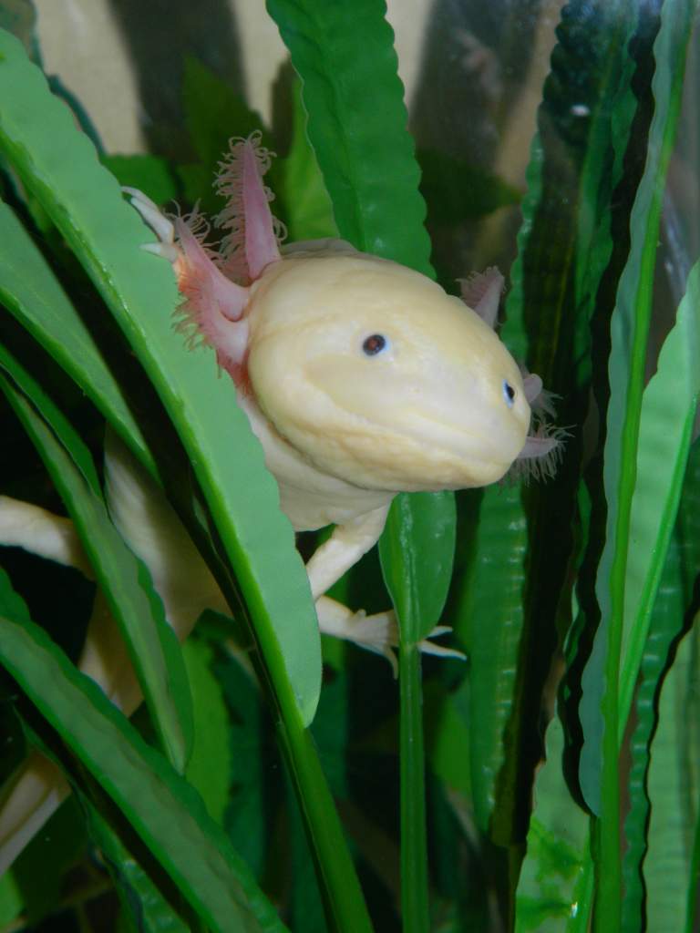 Satine hanging around in a plant