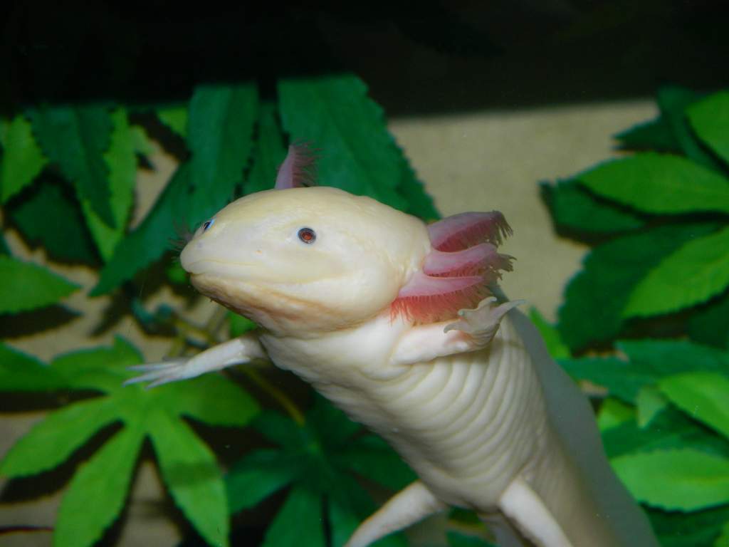 Satine saying hello