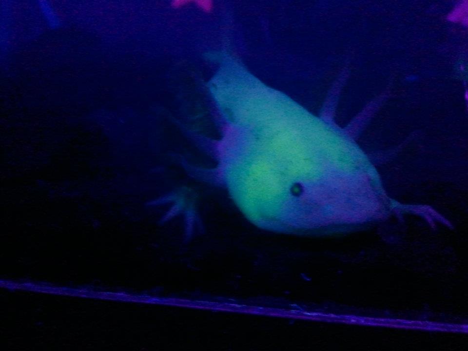 Say Cheese!