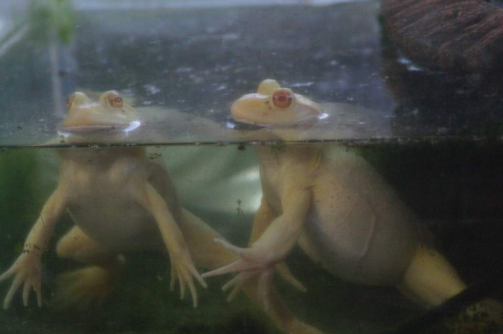 Say Hi to Raw Chick-N & UpChuck Vomit