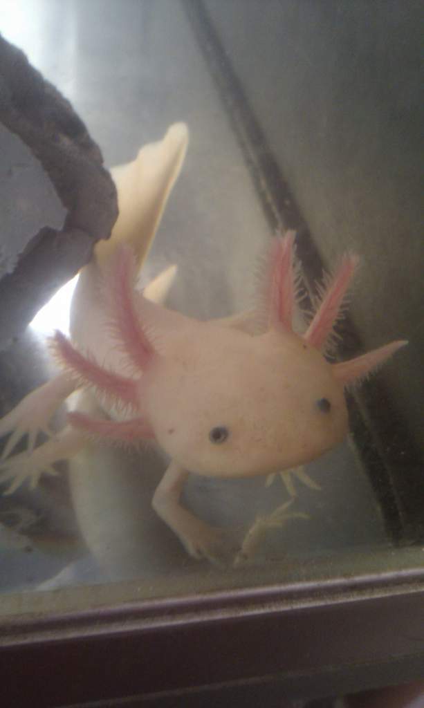 Saying hello to his/her? New mama :-)